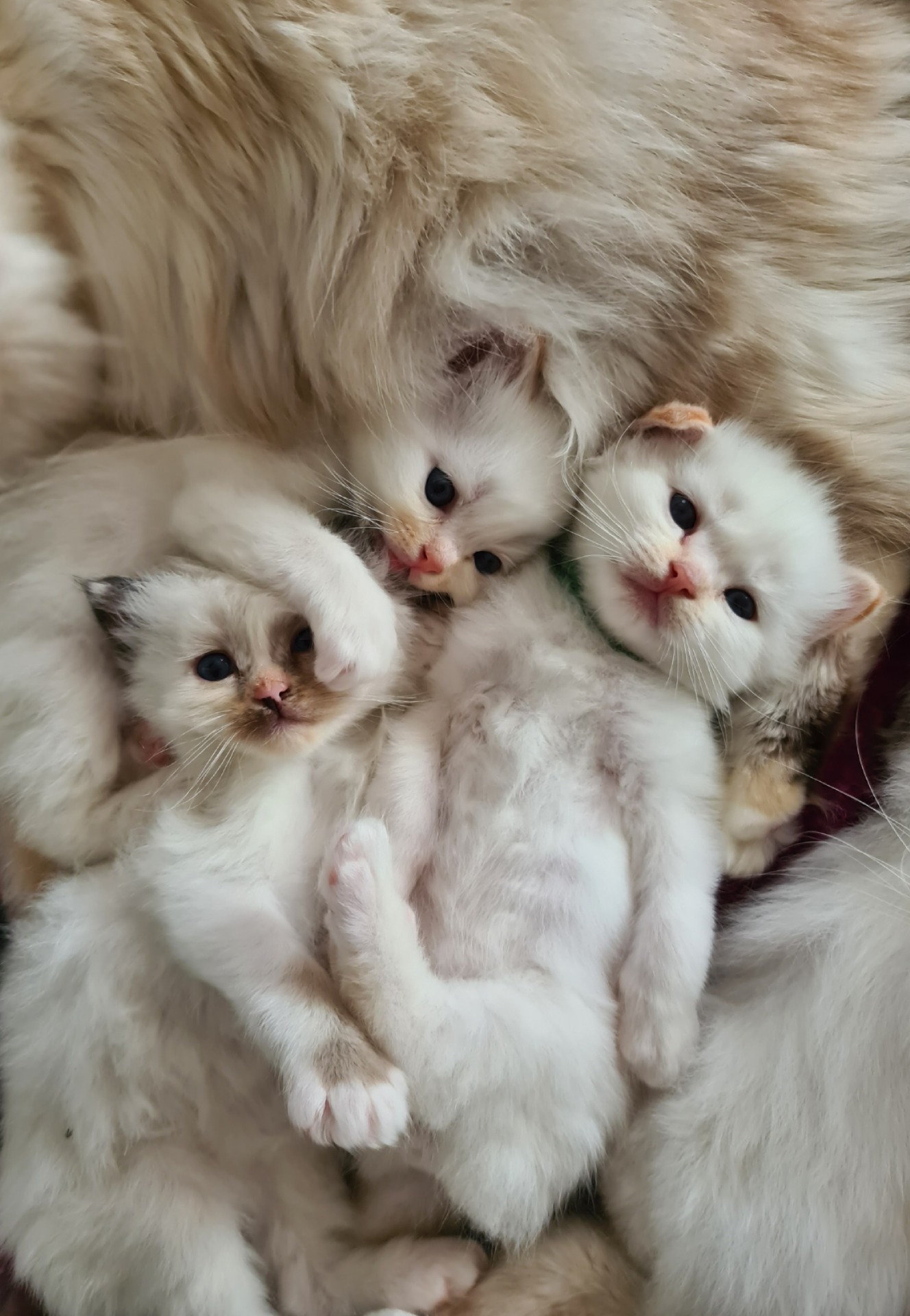 Beschikbare kittens
