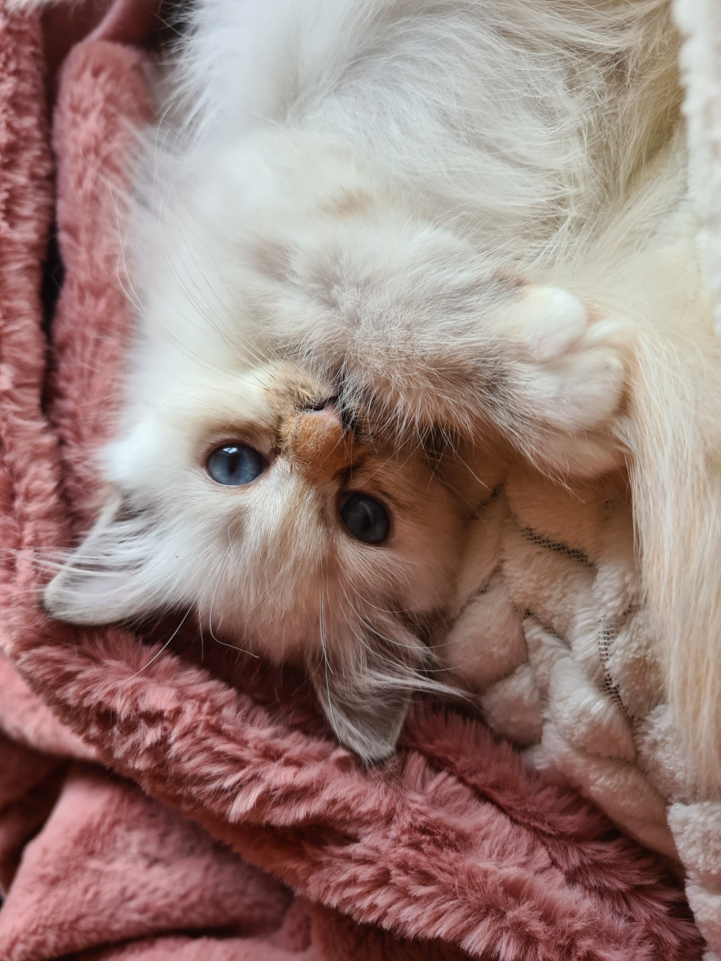Opgroeien in de cattery